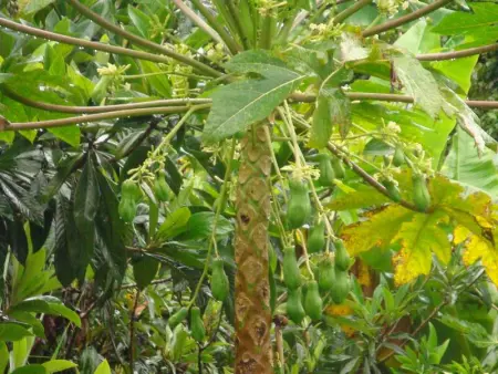 Maison Confortable à Saint Paul avec Vue sur la Mer - Photo 7