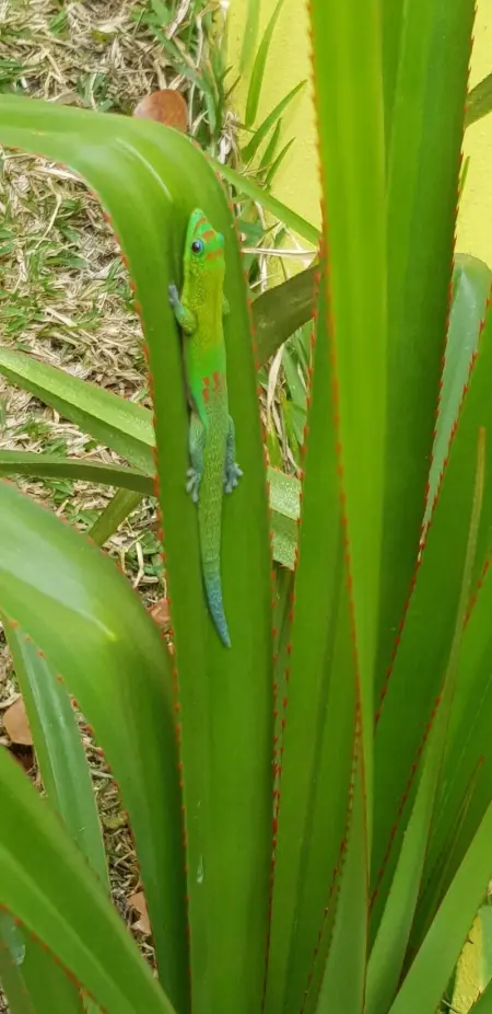 Maison Confortable à Saint Paul avec Vue sur la Mer - Photo 11