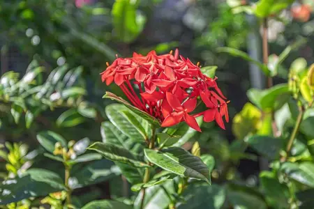 Villa paradisiaque à Pointe-Noire avec piscine privée - Photo 16