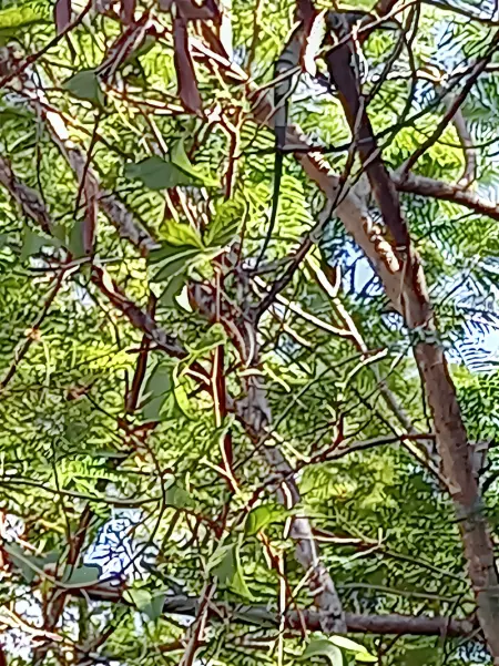 Bungalow charmant à Bouillante avec terrasse et barbecue - Photo 30