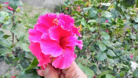 Bungalow accueillant à Bouillante avec climatisation et terrasse - Photo 9