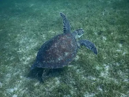 Studio de charme à Bouillante, 100 m², vue sur mer et montagnes - Photo 12