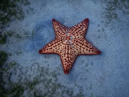Studio de charme à Bouillante, 100 m², vue sur mer et montagnes - Photo 13