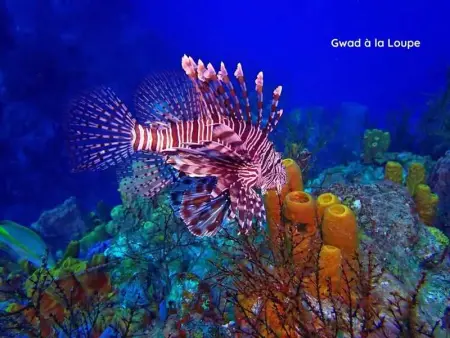 Studio de charme à Bouillante, 100 m², vue sur mer et montagnes - Photo 17