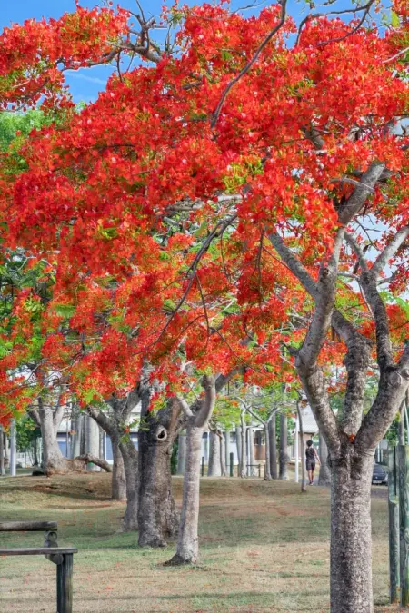 Studio de charme à Bouillante, 100 m², vue sur mer et montagnes - Photo 64