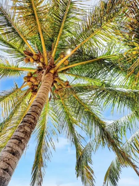 Studio de charme à Bouillante, 100 m², vue sur mer et montagnes - Photo 68