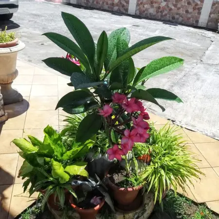 Studio de charme à Bouillante, 100 m², vue sur mer et montagnes - Photo 75