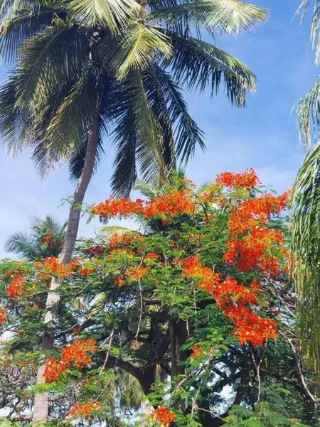 Studio de charme à Bouillante, 100 m², vue sur mer et montagnes - Photo 94