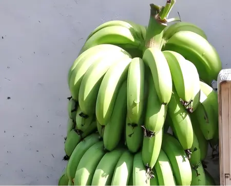 Appartement confortable à Capesterre Belle Eau 60 m² vue mer ! - Photo 20