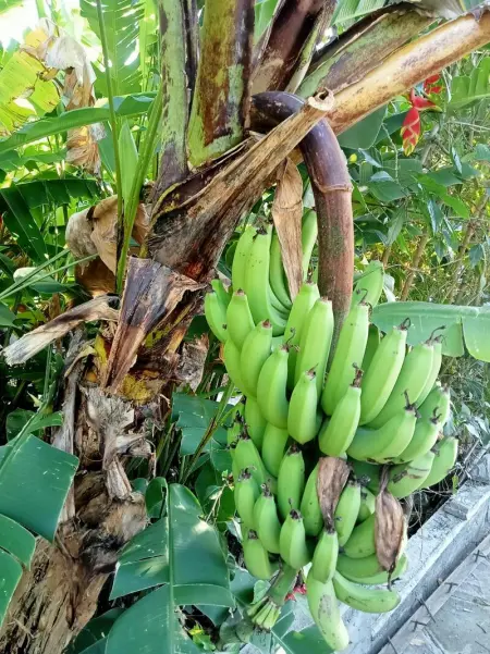 Maison vue sur mer à Vieux-Habitants + Terrasse - Photo 32
