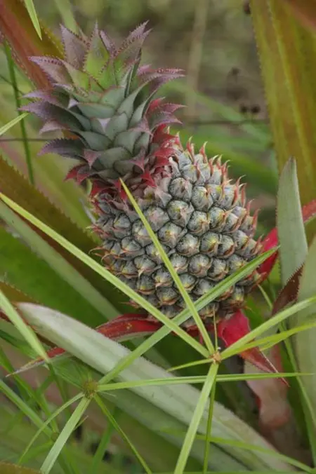 Maison charmante à Macouria avec jardin clôturé et terrasse - Photo 13