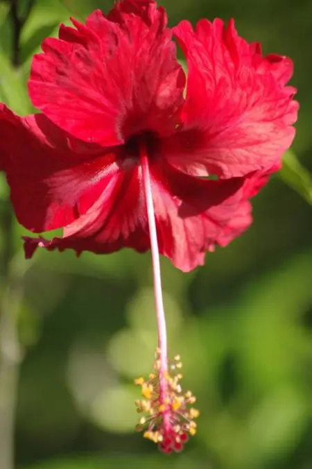 Maison charmante à Macouria avec jardin clôturé et terrasse - Photo 15