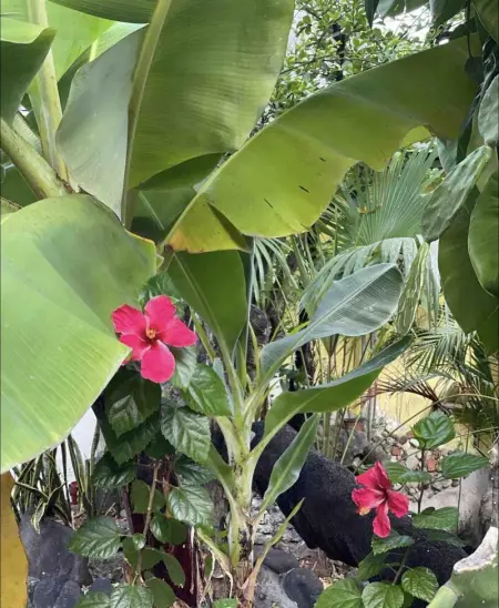 Studio charmant à Basse Terre, vue sur jardin, 15 m² - Photo 14