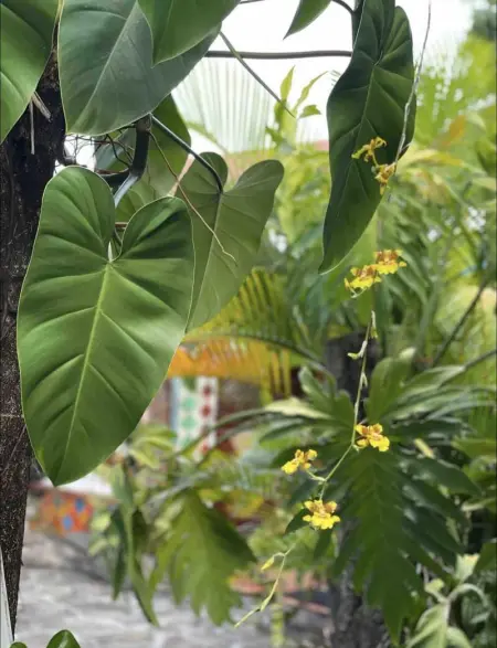 Studio charmant à Basse Terre, vue sur jardin, 15 m² - Photo 17