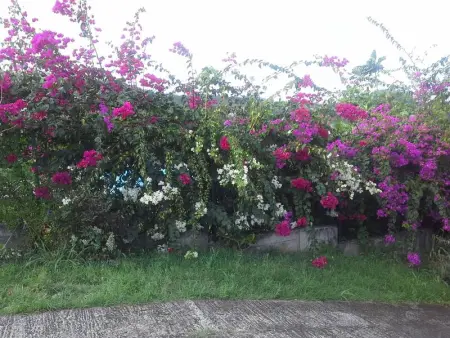 Appartement cosy au Robert - 28 m² avec jardin sublime - Photo 9