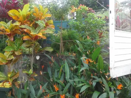 Appartement cosy au Robert - 28 m² avec jardin sublime - Photo 10