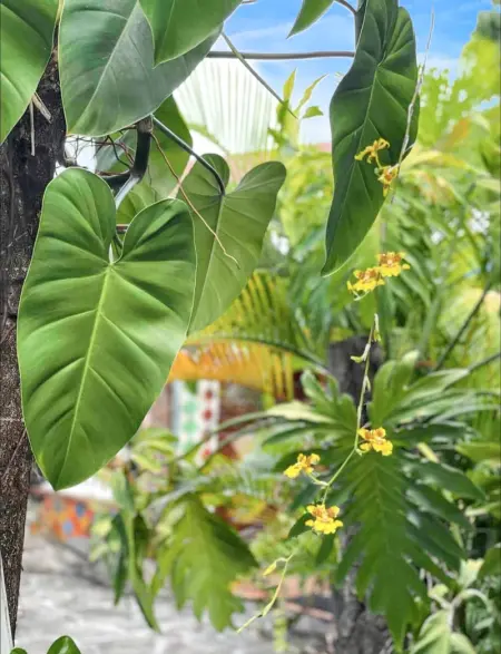 Appartement charmant à Basse-Terre - 25 m² avec jardin - Photo 12