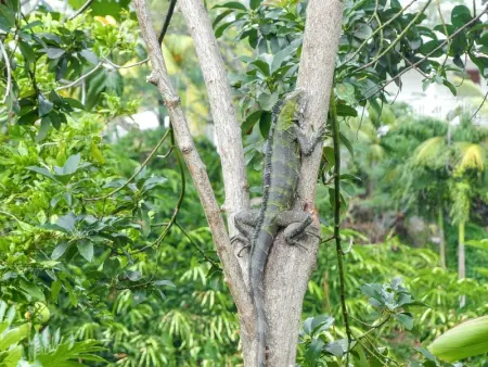 Studio cosy à Capesterre Belle Eau 24 m² avec jardin privé - Photo 9