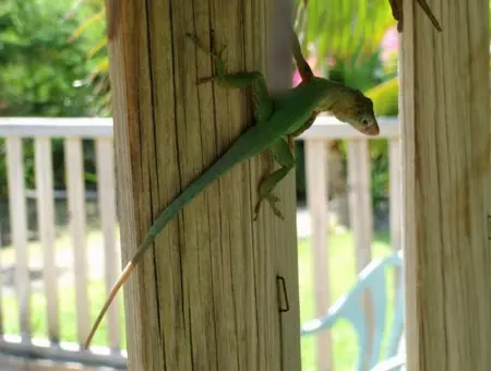 Chalet charmant à Bouillante avec piscine partagée - Photo 12