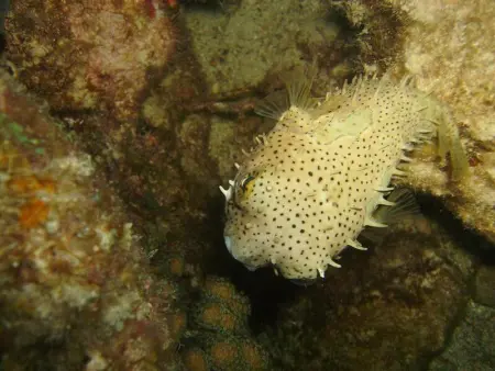 Chalet charmant à Bouillante avec piscine partagée - Photo 18