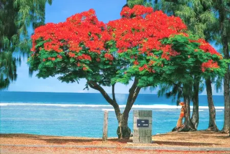 Appartement vue mer au Tampon - 51 m² - Terrasse - Photo 22