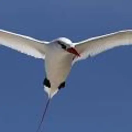 Appartement vue mer au Tampon - 51 m² - Terrasse - Photo 23