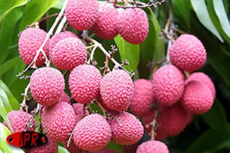 Appartement vue mer au Tampon - 51 m² - Terrasse - Photo 30