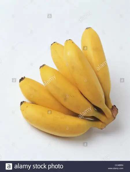 Appartement vue mer au Tampon - 51 m² - Terrasse - Photo 32