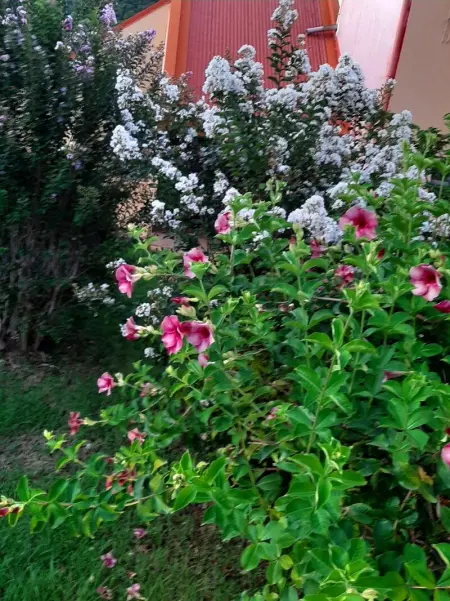 Maison cosy Les Anses d'Arlet + Jardin, Maison 2 personnes à Les Anses d'Arlet - Photo 14