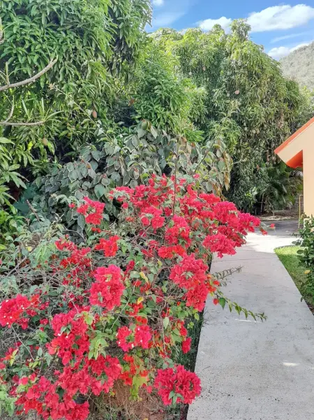 Maison cosy Les Anses d'Arlet + Jardin, Maison 2 personnes à Les Anses d'Arlet - Photo 15