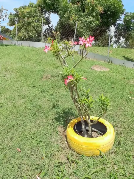 Appartement cosy à La Trinité, 20 m², avec jardin - Photo 7