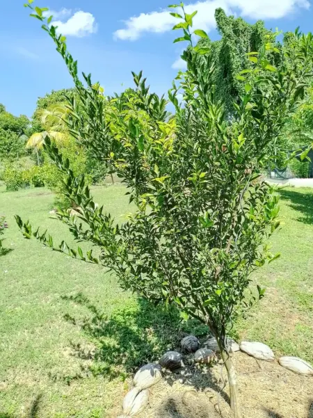Appartement cosy à La Trinité, 20 m², avec jardin - Photo 9