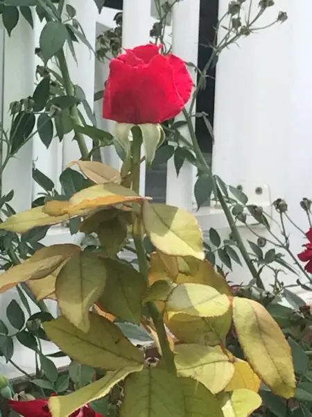 Appartement avec vue sur la mer à Le Marin, Climatisé, 80 m² - Photo 18