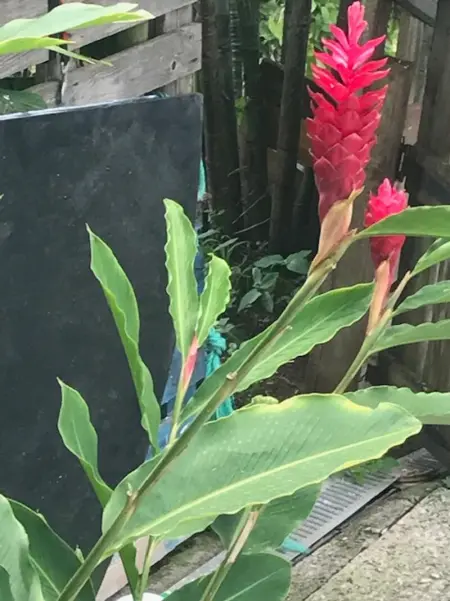 Appartement avec vue sur la mer à Le Marin, Climatisé, 80 m² - Photo 19