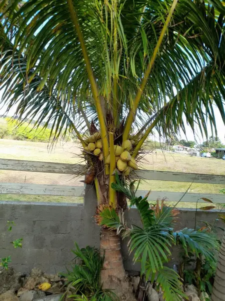 Appartement confortable à Capesterre 60 m² vue mer - Photo 9