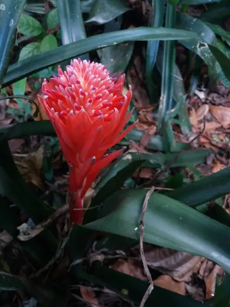 Bungalow charmant à Pointe-Noire, Bungalow 2 personnes à Pointe Noire - Photo 18