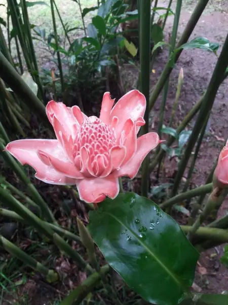 Bungalow charmant à Pointe-Noire, Bungalow 2 personnes à Pointe Noire - Photo 19