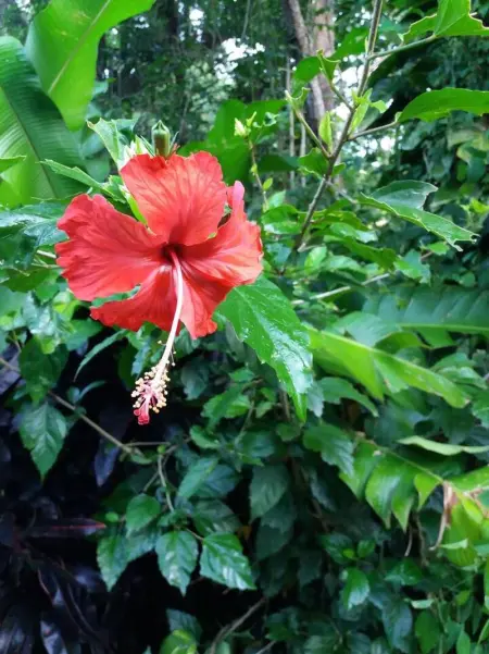 Bungalow charmant à Pointe-Noire, Bungalow 2 personnes à Pointe Noire - Photo 20
