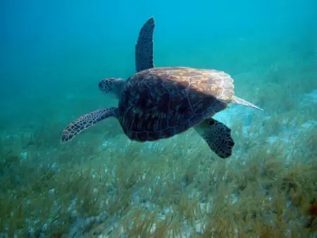 Appartement panoramique Bouillante, Appartement 6 personnes à Bouillante - Photo 15