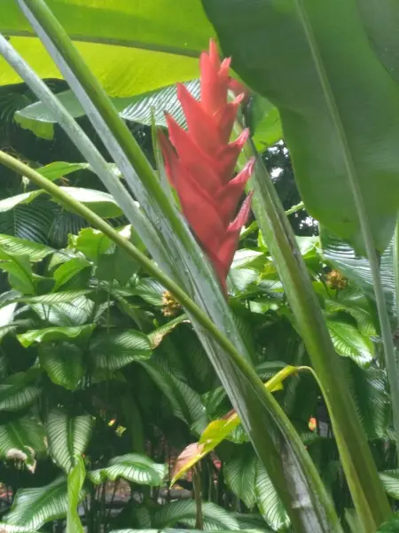 Appartement panoramique Bouillante, Appartement 6 personnes à Bouillante - Photo 34