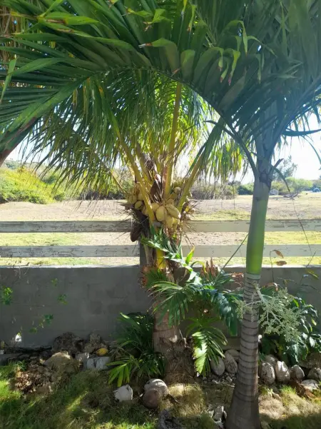 Appartement au bord de mer à Capesterre-de-Marie-Galante, 60 m² - Photo 9