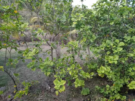 Appartement au bord de mer à Capesterre-de-Marie-Galante, 60 m² - Photo 11