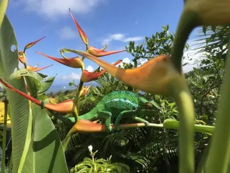 Appartement confortable à Saint-Pierre avec piscine privée (55 m²) - Photo 19