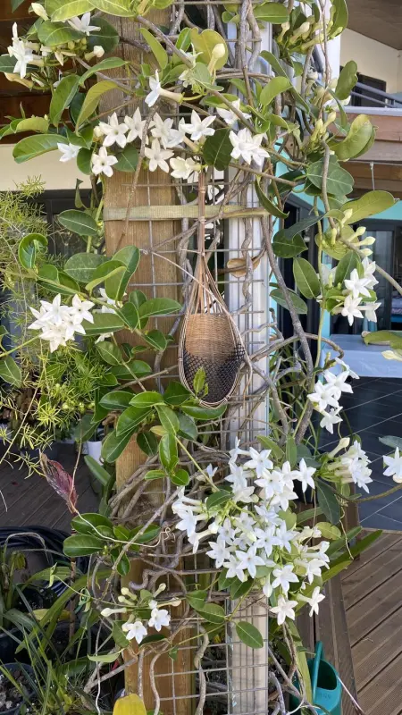 Appartement confortable à Saint-Pierre avec piscine privée (55 m²) - Photo 21