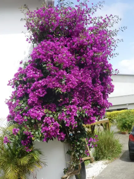 Appartement confortable à Saint-Pierre avec piscine privée (55 m²) - Photo 22