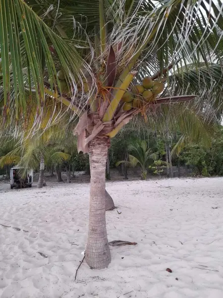 Studio confortable à Capesterre-de-Marie-Galante - 20 m² - Photo 2