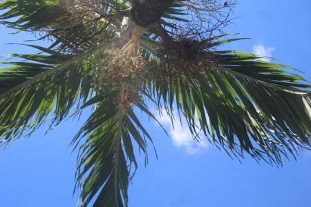 Appartement moderne à Les Trois Ilets, 40 m², vue jardin - Photo 17