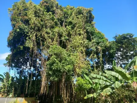 Maison accueillante à Gros Morne avec parking gratuit. - Photo 13