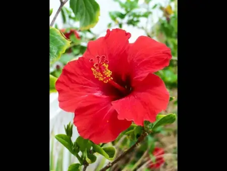 Charmant studio avec balcon aux Trois-Îlets - 22 m² - Photo 2