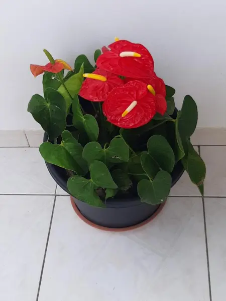 Appartement charmant à Sainte-Marie avec terrasse de 88 m² - Photo 17